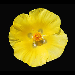 位圖 植物攝影 寫實(shí)花卉 花朵 數(shù)碼照片 免費(fèi)素材