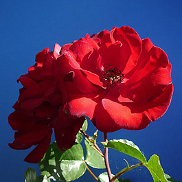 位圖 植物攝影 寫實(shí)花卉 花朵 數(shù)碼照片 免費(fèi)素材