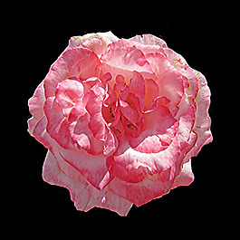 位圖 植物攝影 寫實(shí)花卉 花朵 月季 免費(fèi)素材