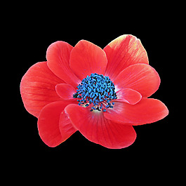 位圖 植物攝影 寫實花卉 花朵 數(shù)碼照片 免費素材