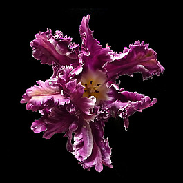 位圖 植物攝影 寫實(shí)花卉 花朵 數(shù)碼照片 免費(fèi)素材