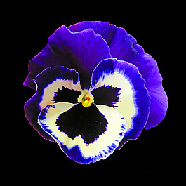 位圖 植物攝影 寫(xiě)實(shí)花卉 花朵 數(shù)碼照片 免費(fèi)素材