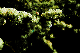 綠色系一枝花