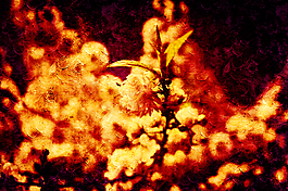 藝術(shù)風(fēng)景花