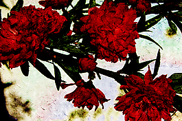 紅花