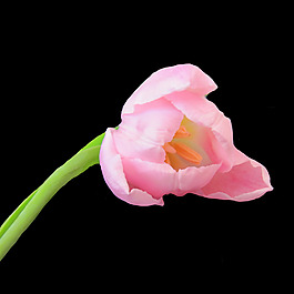 位圖 植物攝影 寫(xiě)實(shí)花卉 花朵 數(shù)碼照片 免費(fèi)素材