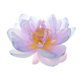 位圖 植物攝影 寫實花卉 花朵 數(shù)碼照片 免費素材