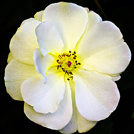 位圖 植物攝影 寫實(shí)花卉 花朵 數(shù)碼照片 免費(fèi)素材