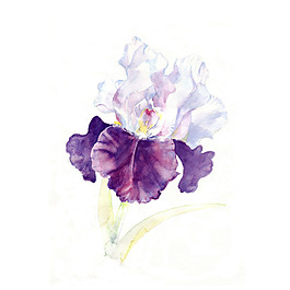 位圖 植物 寫意花卉 花朵 鳶尾 免費(fèi)素材