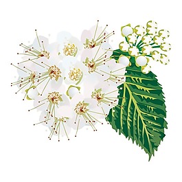 矢量圖 植物 寫意花卉 花朵 小桃花 免費(fèi)素材