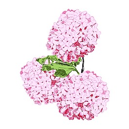 矢量圖 植物 寫意花卉 花朵 繡球花 免費(fèi)素材