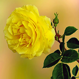 位圖 植物攝影 寫實(shí)花卉 花朵 玫瑰 免費(fèi)素材