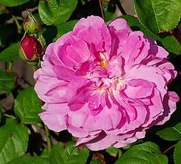 位圖 植物攝影 寫(xiě)實(shí)花卉 花朵 野花 免費(fèi)素材