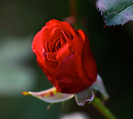 位圖 植物攝影 寫(xiě)實(shí)花卉 花朵 玫瑰 免費(fèi)素材