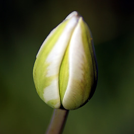 位圖 植物攝影 寫實(shí)花卉 花朵 郁金香 免費(fèi)素材