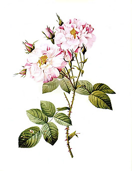位圖 植物 寫意花卉 花朵 牡丹 免費(fèi)素材