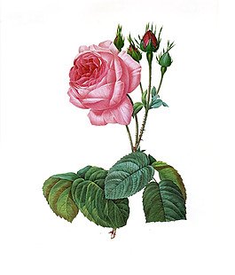 位圖 植物 寫意花卉 花朵 玫瑰 免費素材