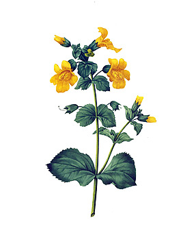 位圖 植物 寫意花卉 花朵 野花 免費(fèi)素材
