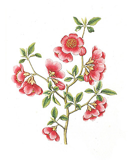位圖 植物 寫意花卉 花朵 野花 免費(fèi)素材