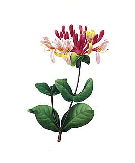 位圖 植物 寫意花卉 花朵 野花 免費(fèi)素材