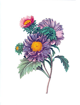 位圖 植物 寫意花卉 花朵 菊花 免費(fèi)素材
