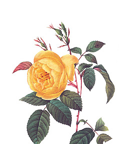 位圖 植物 寫意花卉 花朵 玫瑰 免費素材