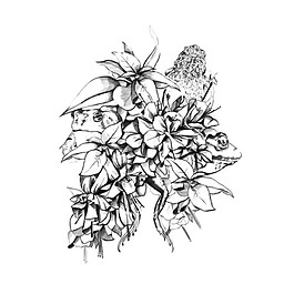 位圖 插畫 植物插畫 插畫師 Sandra 免費素材