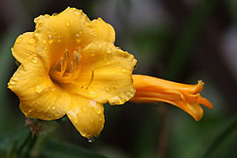 位圖 植物攝影 寫實(shí)花卉 花朵 牽?；?免費(fèi)素材