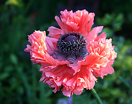 位圖 植物攝影 寫(xiě)實(shí)花卉 花朵 野花 免費(fèi)素材