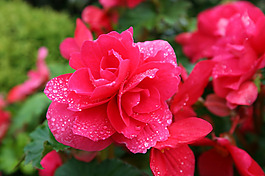 位圖 植物攝影 寫(xiě)實(shí)花卉 花朵 野花 免費(fèi)素材
