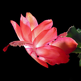 位圖 植物攝影 寫(xiě)實(shí)花卉 花朵 野花 免費(fèi)素材