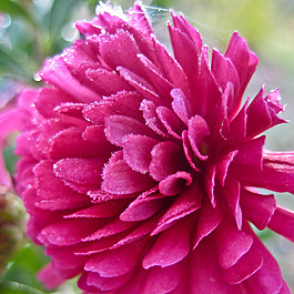 位圖 植物攝影 寫(xiě)實(shí)花卉 花朵 野花 免費(fèi)素材