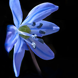 位圖 植物攝影 寫(xiě)實(shí)花卉 花朵 百合 免費(fèi)素材