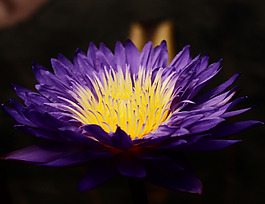 位圖 植物攝影 寫(xiě)實(shí)花卉 花朵 野花 免費(fèi)素材