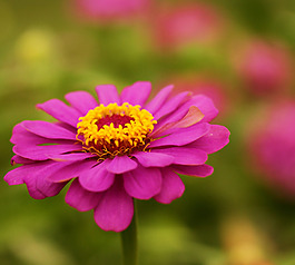 位圖 植物攝影 寫(xiě)實(shí)花卉 花朵 野花 免費(fèi)素材