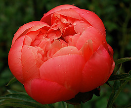 位圖 植物攝影 寫實(shí)花卉 花朵 牡丹 免費(fèi)素材