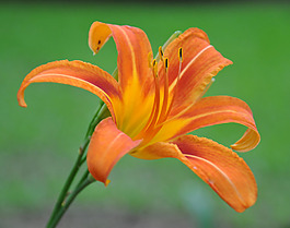 位圖 植物攝影 寫實(shí)花卉 花朵 百合 免費(fèi)素材