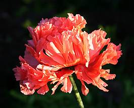 位圖 植物攝影 寫(xiě)實(shí)花卉 花朵 野花 免費(fèi)素材