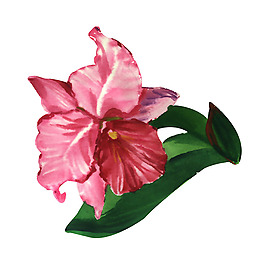 位圖 植物 寫意花卉 花朵 野花 免費素材