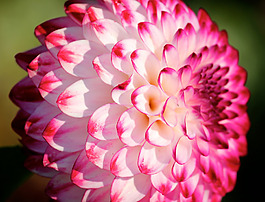 位圖 植物攝影 寫(xiě)實(shí)花卉 花朵 野花 免費(fèi)素材