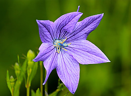 位圖 植物攝影 寫實花卉 花朵 百合 免費素材