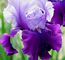 位圖 植物攝影 寫實(shí)花卉 花朵 鳶尾花 免費(fèi)素材