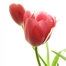 位圖 植物攝影 寫實(shí)花卉 花朵 郁金香 免費(fèi)素材