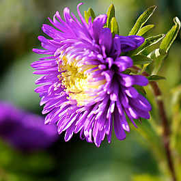位圖 植物攝影 寫(xiě)實(shí)花卉 花朵 野花 免費(fèi)素材