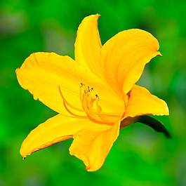 位圖 植物攝影 寫實花卉 花朵 百合 免費素材