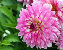 位圖 植物攝影 寫(xiě)實(shí)花卉 花朵 野花 免費(fèi)素材