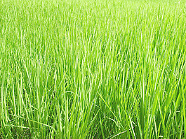 grassline_texture