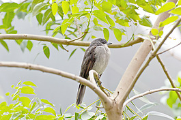 灰藍裸鼻雀鳥