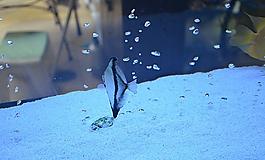 鱼 海底鱼 热带鱼图片