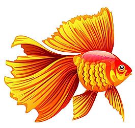 金魚圖片